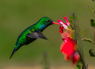 Colibri polinizando en el jardín © Miguel