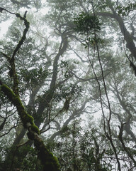 trees and sky