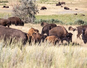  Wild American Bison (Buffalo) in a wildlife conservation program on Antelope Island in Utah, USA. 