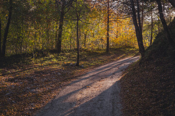 autumn in the forest