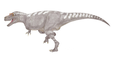 アルバートサウルス(アルバータのトカゲ）は白亜紀後期末期に生息したティラノサウルスの眷属。ゴルゴサウルス・リブラトゥスとの属内の分類が一致していない諸説を含むが、ここではアルバートサウルス・サルコファグスをタイプ種とする説に従う。大型の肉食恐竜であるが、一般的にティラノサウルス科の代表的な恐竜に比して小型であり、スマートに描かれる。