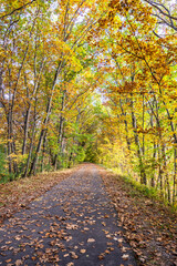 Light autumn alley with young trees with yellowed and partially fallen leaves beckons travelers to...
