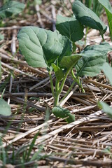 Kale plants have plump green stems and leaves growing along the straw-covered ground.