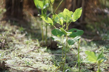 Green soybeans are growing on the ground covered with rice straw.