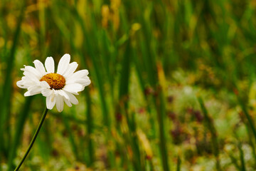 Mission Road Garden, Old Mission Santa Barbara