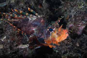 Lionfish head close up view