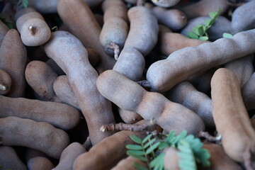 Sweet tamarind with brown pods is commonly grown in South Asia. and East Africa, the tamarind pulp is sweet, used as an unripe fruit and the young shoots are sour, popular to cook in food.