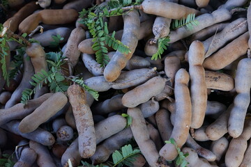 Sweet tamarind with brown pods is commonly grown in South Asia. and East Africa, the tamarind pulp is sweet, used as an unripe fruit and the young shoots are sour, popular to cook in food.