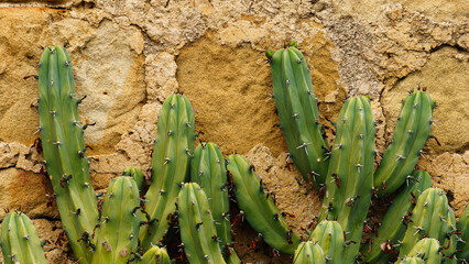 Mission Road Garden, Old Mission Santa Barbara © ineffablescapes