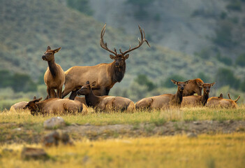 Elk bull and his girls