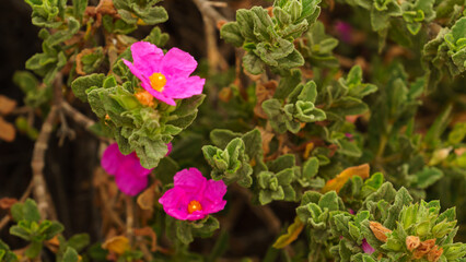 Mission Road Garden, Old Mission Santa Barbara