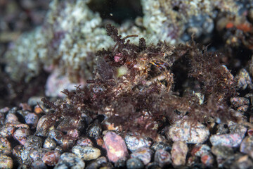 Orangutan crab on the rocks