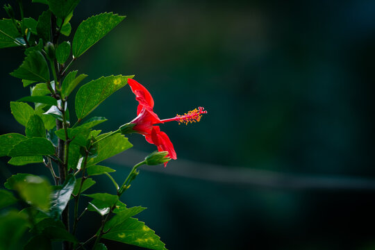 flor cayena de campana roja