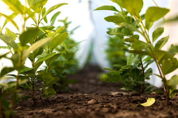 Rows of plants growing in a small greenhouse. Industrial agriculture.