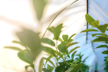 Rows of plants growing in a small greenhouse. Industrial agriculture.