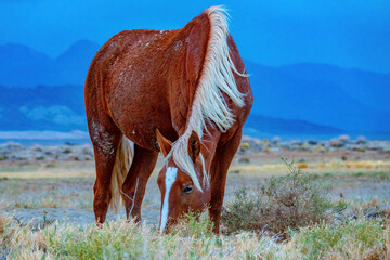 Wild Horses