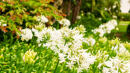 Santa Barbara Courthouse, Gardens California