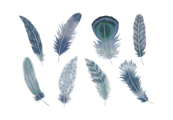 Feathers Clipart Blue Feathers