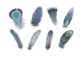Feathers Clipart Blue Feathers