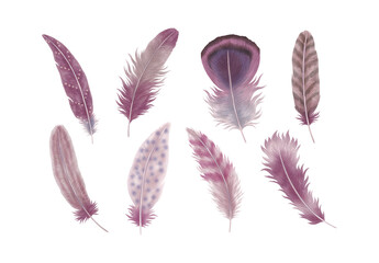 Purple Feathers Feather Clipart Illustration