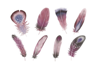 Purple Feathers Feather Clipart Illustration