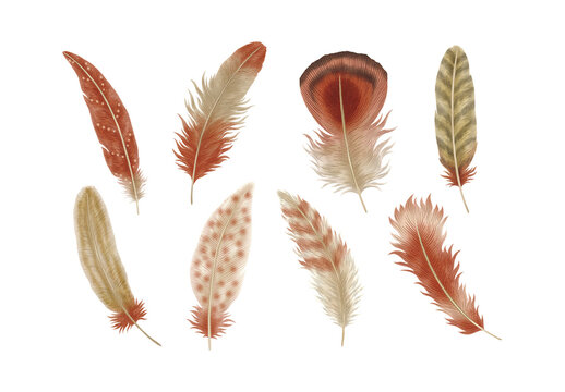 Feathers Clipart