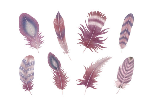 Purple Feathers Feather Clipart Illustration