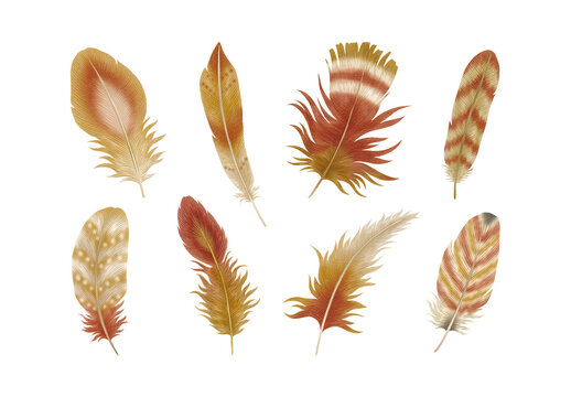 Feathers Clipart