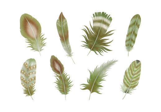 Green Feathers Illustration Isolated Clipart