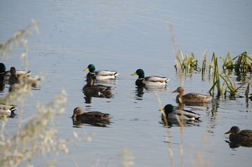 ducks on the lake