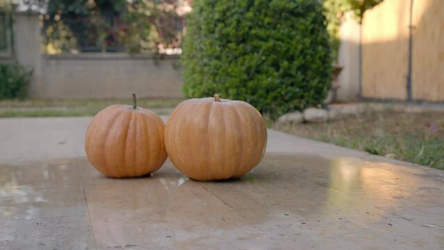 Few pumpkins in the yard. Preparation with halloween. Washed pumpkins