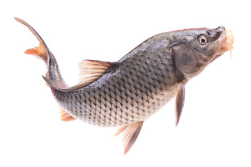 Carp fish isolated on white