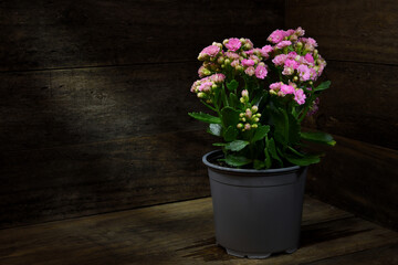 Potted vibrant pink Kalanchoe -Blossfeldiana- plant rustic wooden box dark mood lighting copy space