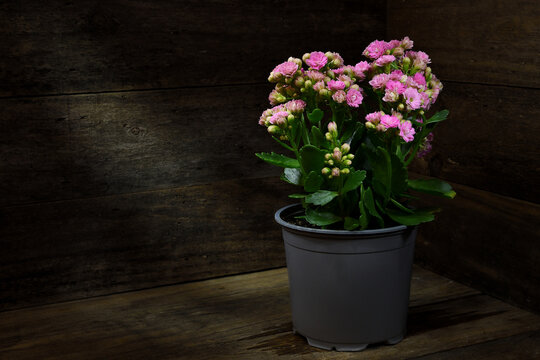 Rustic scene, potted, vibrant pink, Kalanchoe -Blossfeldiana- plant, wooden box, dark, mood lighting, copy space