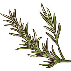 rosemary PNG Clipart Illustration