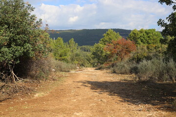 Forest country road in northern Israel.