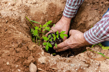 Tomato seedlings planted in ground with hand.