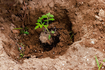 Tomato seedling is planted in the ground.