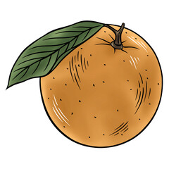 illustration of an orange