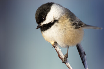 Fluffy chickadee is sitting on a thin branch on a blue background.