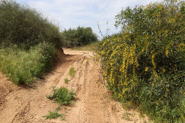 Fototapeta na wymiar Forest country road in northern Israel.