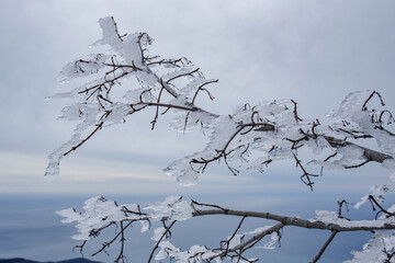 Branches frozen in strangely shaped ice due to the wind on Demerdzhi mountain slope in spring. Crimea
