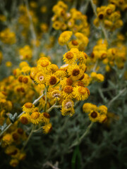 yellow flowers in the garden