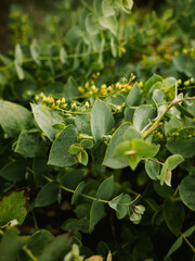 leaves in the garden