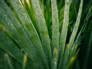 Fototapeta premium close up of green leaf