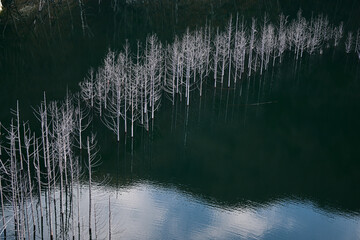 湯西川ダム　水没林　12月