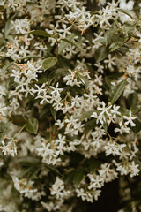 Cropped texture image of white flower leaves and plants