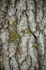 Tree bark macro. Shooting wood in detail. Natural background.