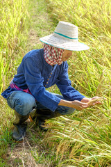 Naklejka na ściany i meble Asian male farmer wearing a striped shirt wearing a hat sitting and looking at the rice field with a smiling face