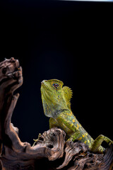 Forest dragon lizard on black background